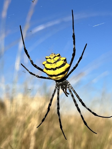 Common Garden Orbweb Spider