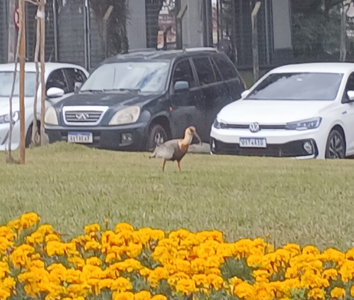 Buff-necked Ibis