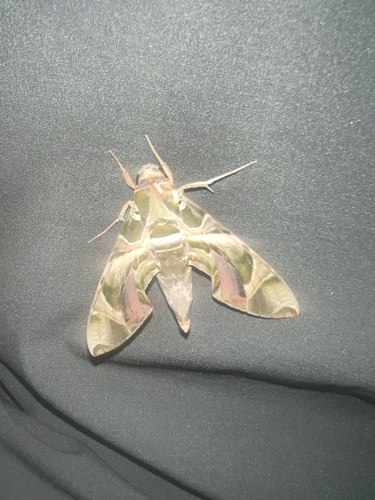 Oleander Hawkmoth