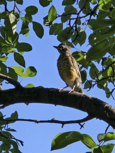 American Robin