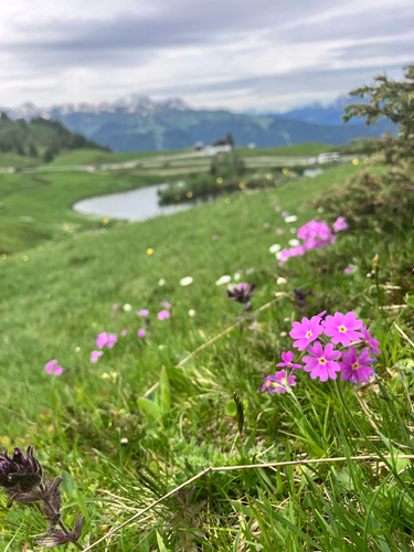Bird's-eye Primrose