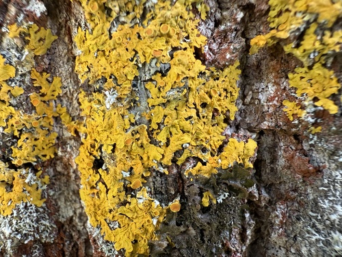 Common Sunburst Lichen