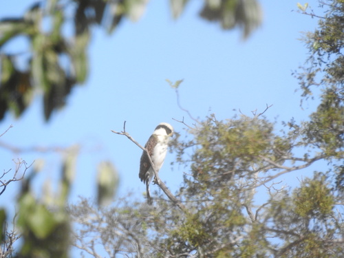 Laughing Falcon