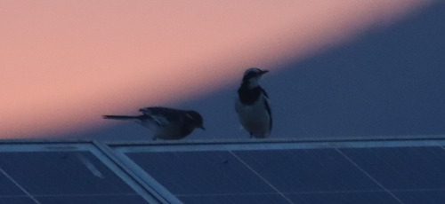 African Pied Wagtail