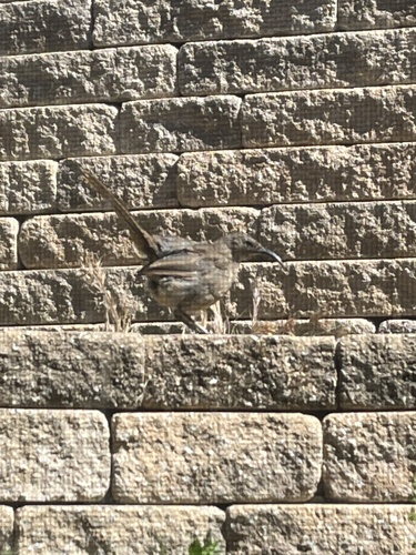 iNaturalist observation photo of California Thrasher