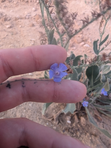 Striped Alkanet