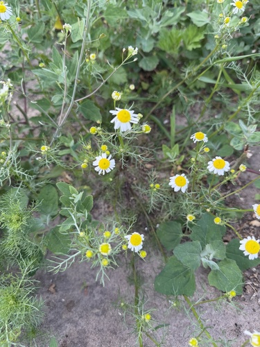 German Chamomile