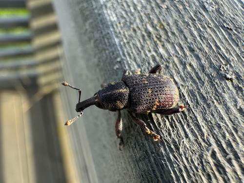 Large Pine Weevil