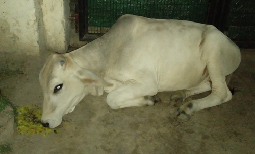 Domestic Cattle
