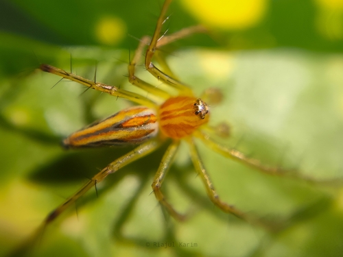 Lean Lynx Spider