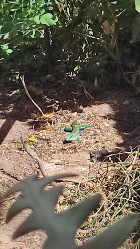Giant Ameiva