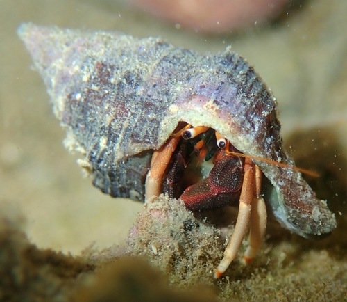 Orangeclaw Hermit Crab