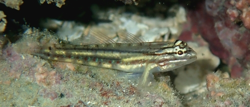 Bridled Goby