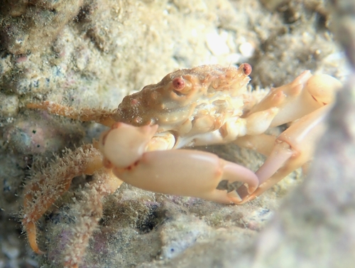 Red Ridged Clinging Crab