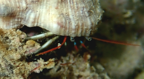 Antillean Hermit Crab