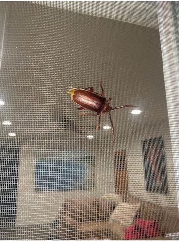 iNaturalist observation photo of California Root Borer