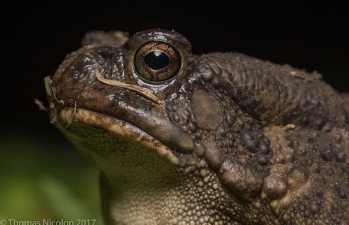 Egyptian Toad