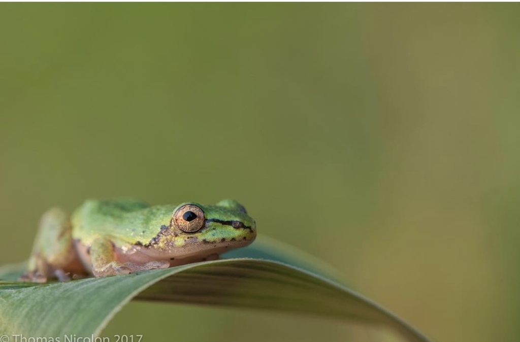 Cinnamon-bellied Reed Frog from Kinshasa, République démocratique du ...