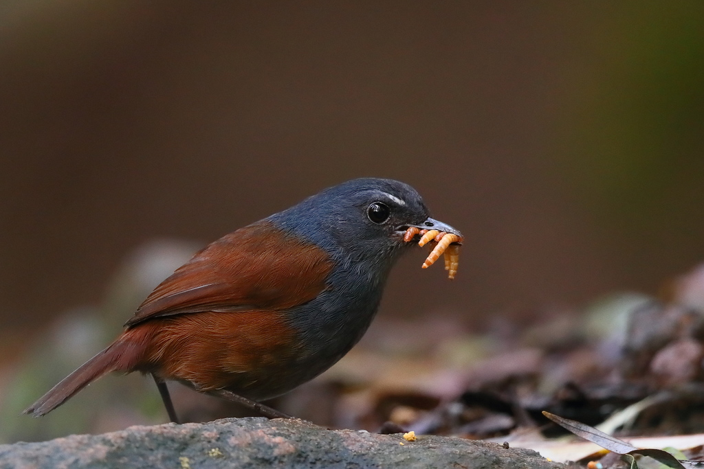 Javan Shortwing photo