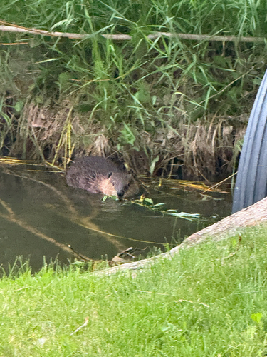 animal observation 2