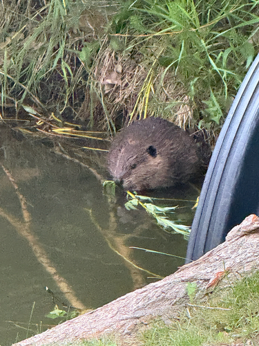 animal observation 3