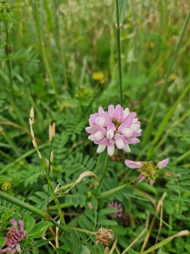 purple crownvetch