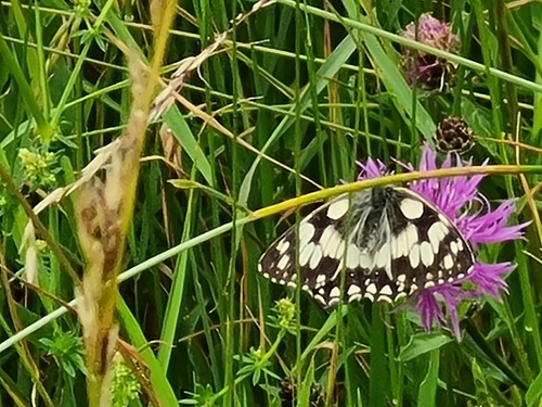 Marbled White