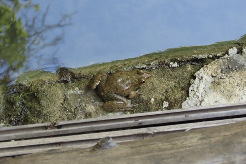 Marsh Frog