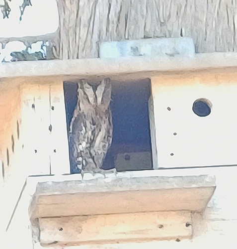Eurasian Scops-Owl