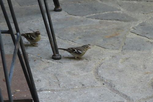 Common Chaffinch