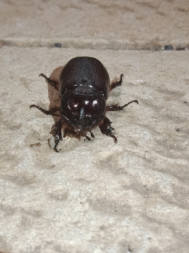 Iberian rhinoceros beetle