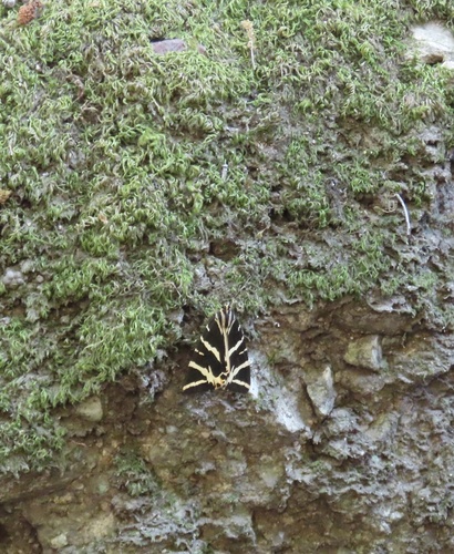 Jersey Tiger
