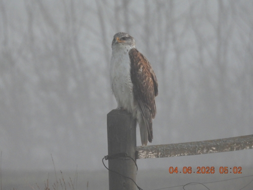 Ferruginous Hawk