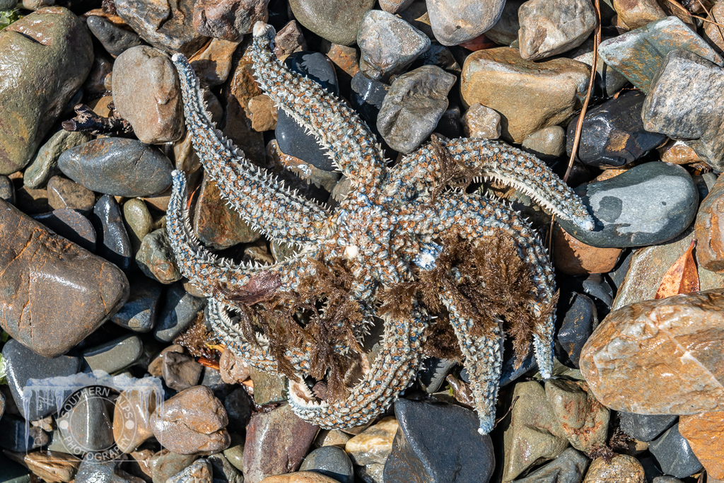 Eleven-armed sea star