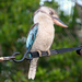 Blue-winged Kookaburra - Photo (c) Jo Jo Swann, all rights reserved, uploaded by Jo Jo Swann