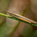 Cattail Toothpick Grasshopper - Photo (c) Samuel Ray, all rights reserved, uploaded by Samuel Ray