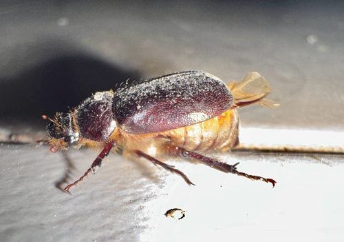 Aplidia transversa