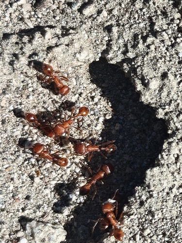Maricopa Harvester Ant