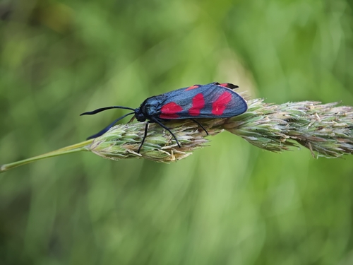 Six-spot Burnet