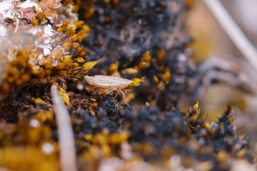 Diplocolenus bohemani
