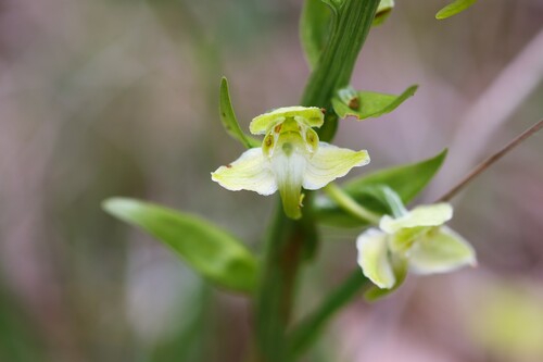 Greater butterfly-orchid