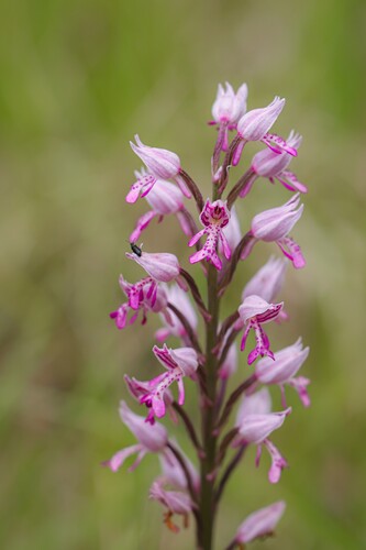 Military Orchid