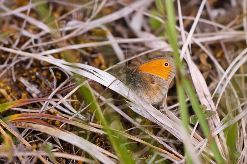 Small Heath