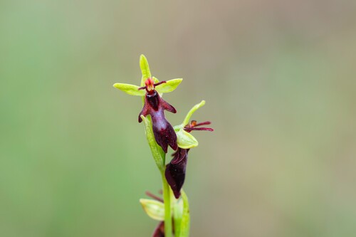 Fly Orchid