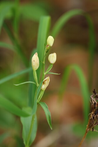 white helleborine