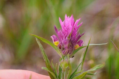 Field Cow-wheat