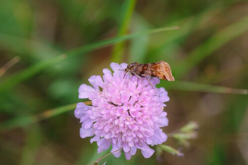 Burnet Companion