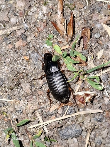 Strawberry Seed Beetle