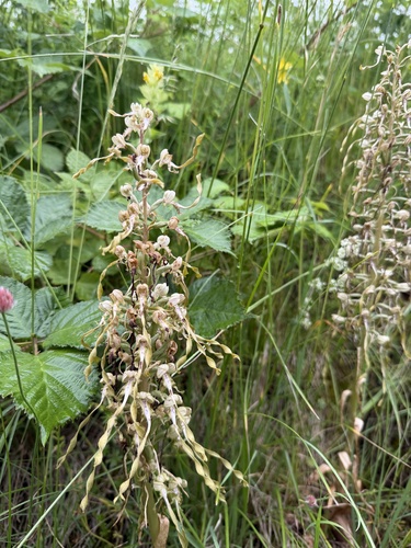 Lizard Orchid