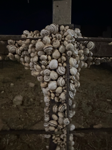 White Italian Snail